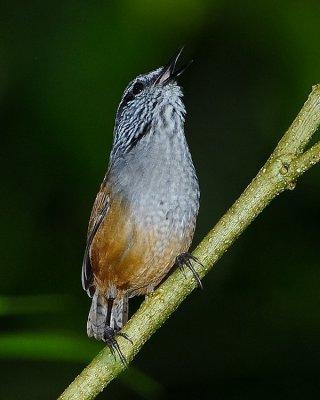 GRAY-BREASTED WOOD-WREN