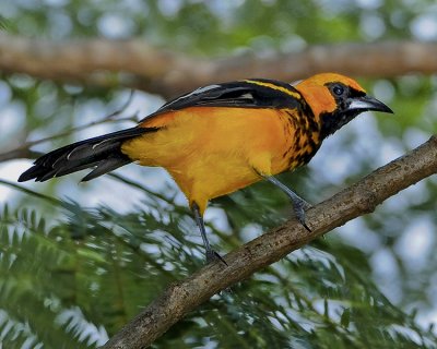 SPOT-BREASTED ORIOLE