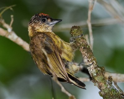 OLIVACEOUS PICULET