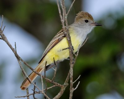 BROWN-CRESTED FLYCATCHER