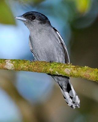 WHITE-WINGED BECARD