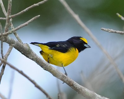 SCRUB EUPHONIA