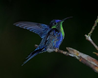 VIOLET-CAPPED WOODNYMPH
