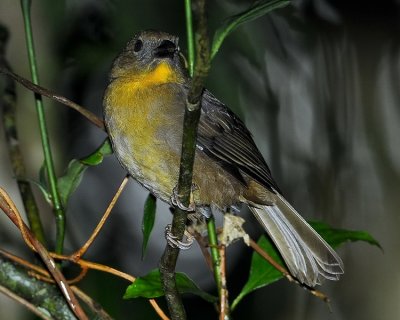 RED-THROATED ANT-TANAGER