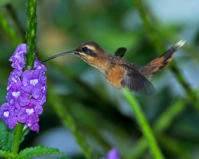 STRIPE-THROATED HERMIT