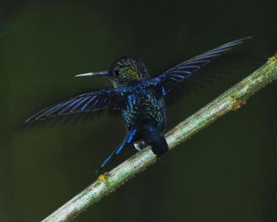 VIOLET-CAPPED WOODNYMPH
