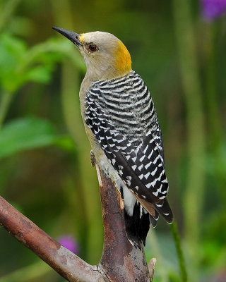 HOFFMANN'S WOODPECKER
