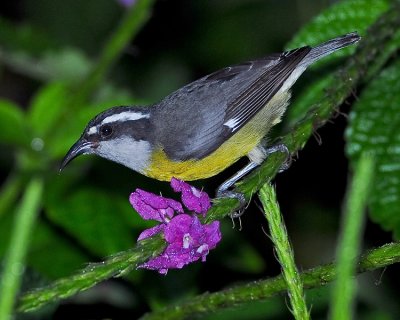 BANANAQUIT