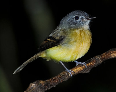 TAWNY-CHESTED FLYCATCHER