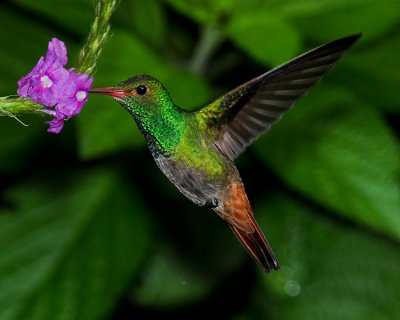 RUFOUS-TAILED HUMMINGBIRD