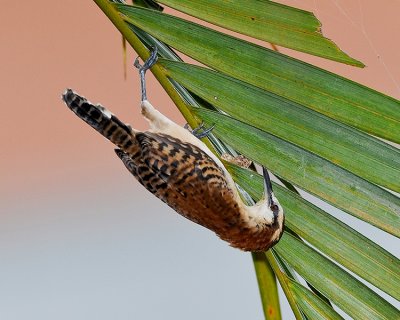 RUFOUS-NAPED WREN