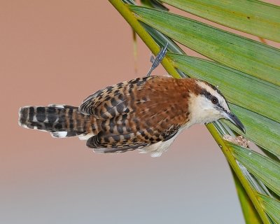 RUFOUS-NAPED WREN