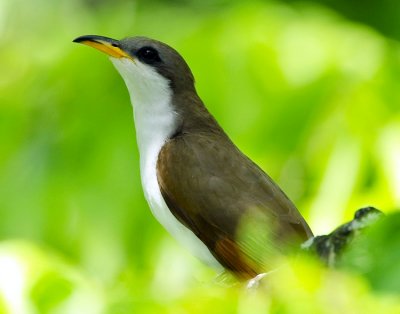 YELLOW-BILLED CUCKOO