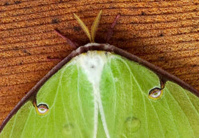 LUNA MOTH