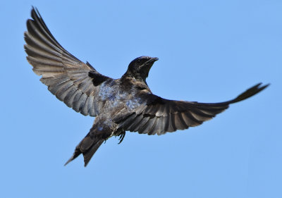 PURPLE MARTIN