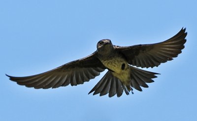 PURPLE MARTIN