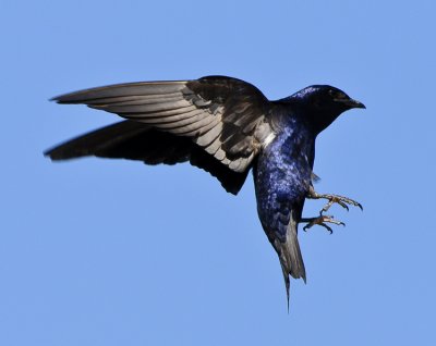 PURPLE MARTIN