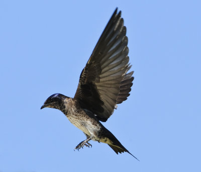 PURPLE MARTIN