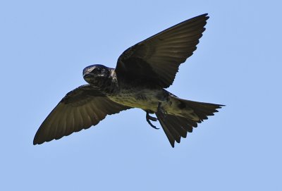 PURPLE MARTIN