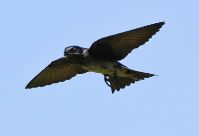 PURPLE MARTIN