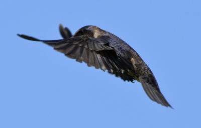 PURPLE MARTIN