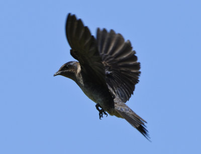 PURPLE MARTIN