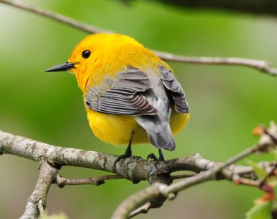 PROTHONOTARY WARBLER