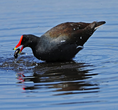 COMMON MOORHEN