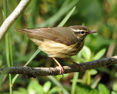 LOUISIANA WATERTHRUSH