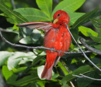 SUMMER TANAGER