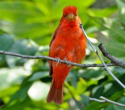  SUMMER TANAGER