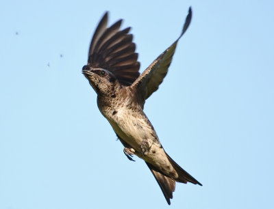 PURPLE MARTIN