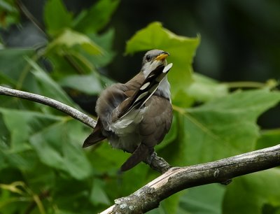 YELLOW-BILLED CUCKOO