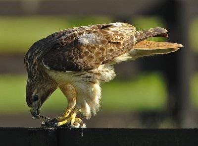 RED-TAILED HAWK