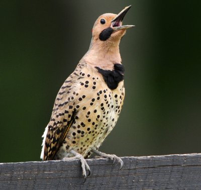 NORTHERN FLICKER