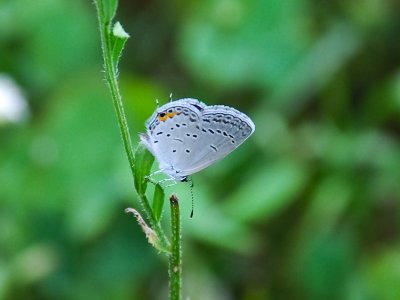 GRAY HAIRSTREAK (Strymon  melinus)