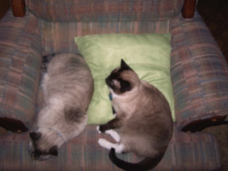 Shapes - July 17 2008.jpg