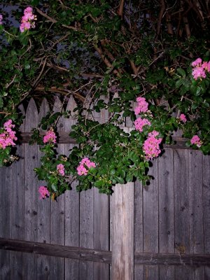 Fence Full of Flowers.jpg