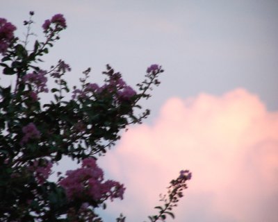 Sunset Cloud with Flowers.jpg