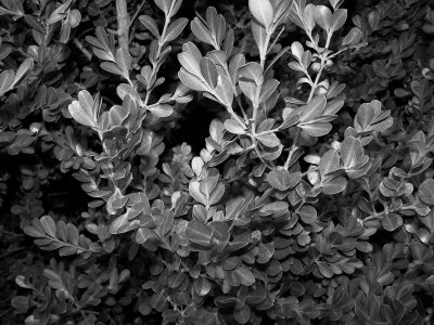 Shrubbery in Black and White.jpg