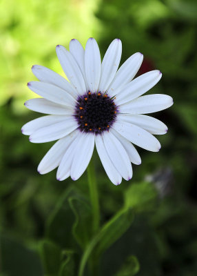 white daisy.jpg