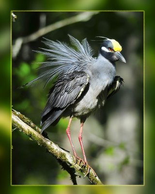 Fluffy Yellow Crowned Night Heron