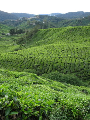 Black tea plantation