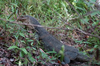 Perhentian Island, Monitor lizard