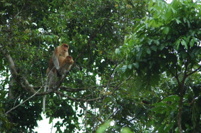 Borneo, Proboscis monkeys