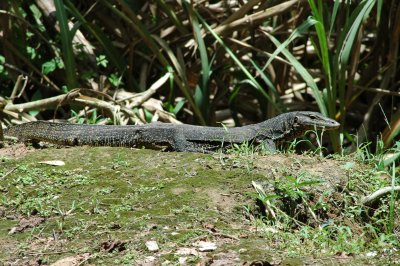 Borneo,  Monitor lizard
