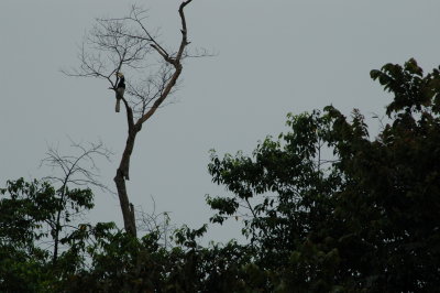 Borneo, Hornbill