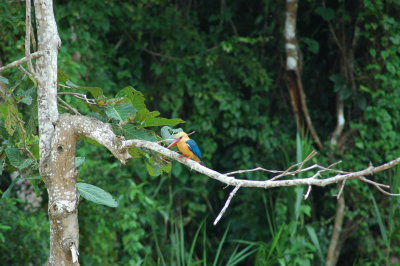 Borneo, Kingfisher