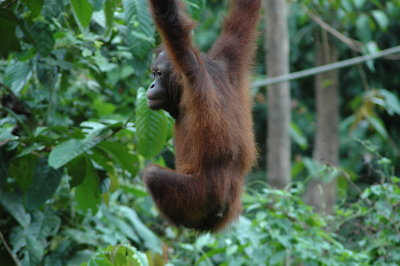 Borneo, Sepilok