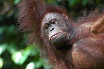 Borneo, Sepilok